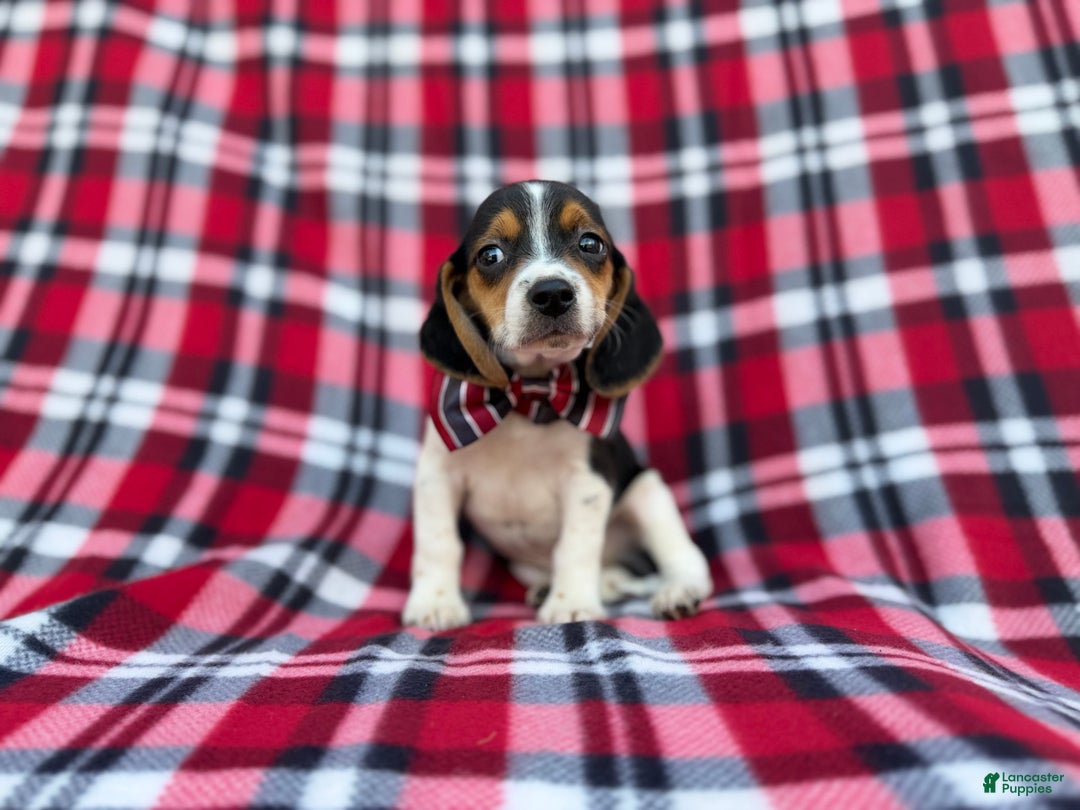 Beagle dogs for sale: Shaggy - Ad 8