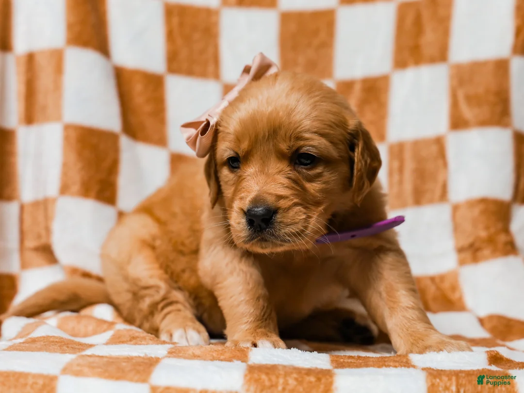 Golden Retriever dogs for sale: Dewdrop AKC Golden Retriever Pup - Ad 3