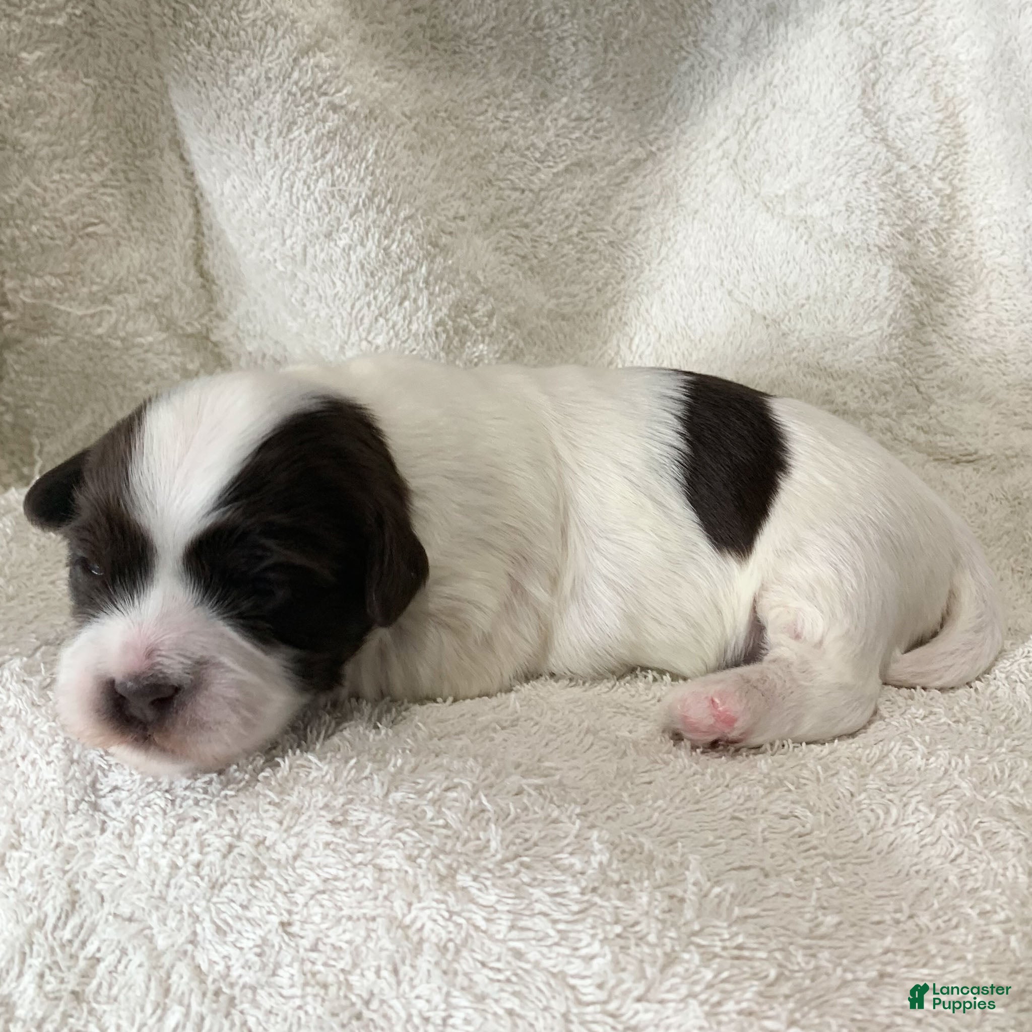 Havanese dogs Jake Havanese Puppy  - Ad 1