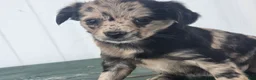Chihuahua dogs for sale: Chihuahua Puppy 2 marissa - Ad 3