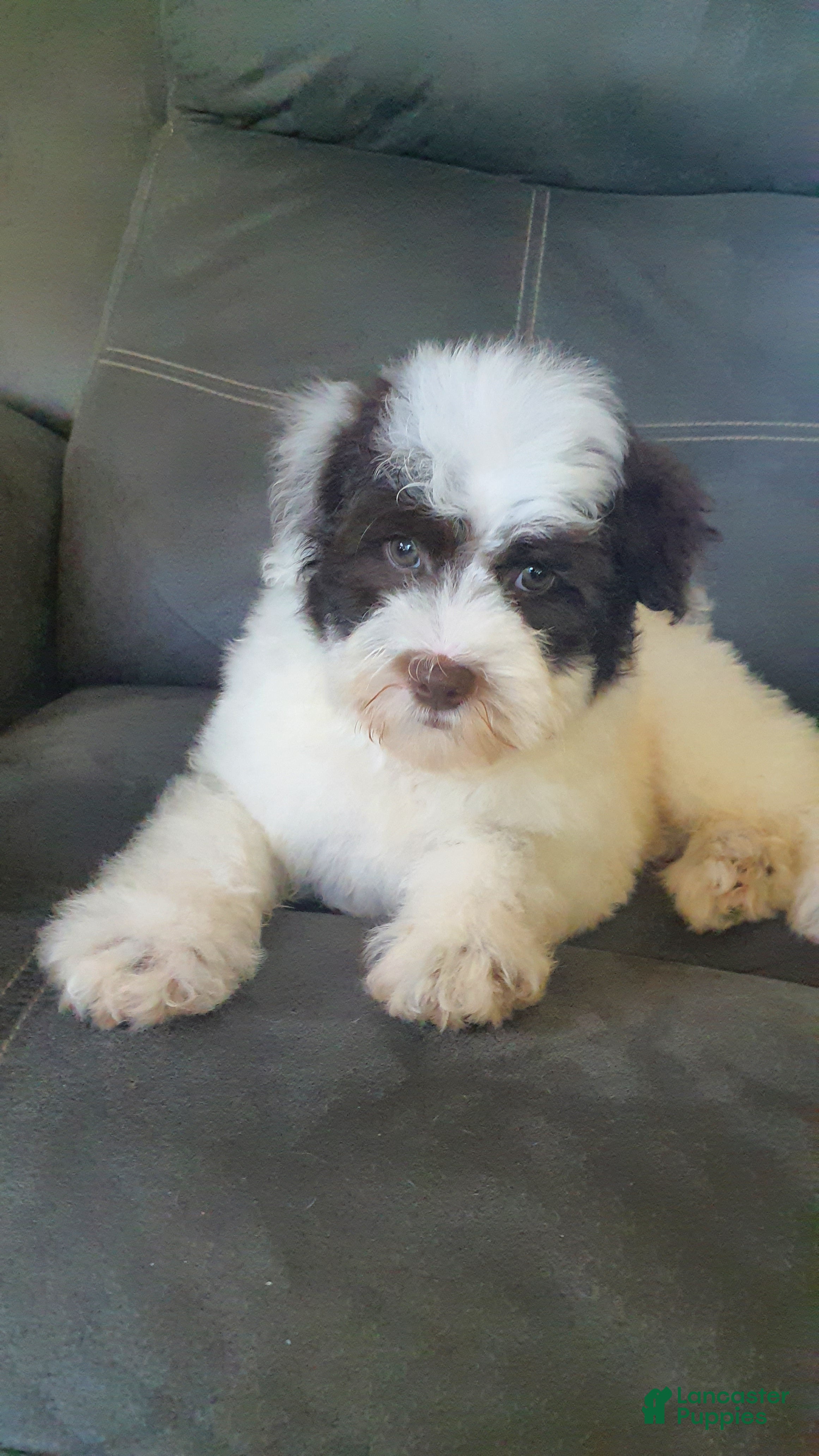 Aussiedoodle dogs Rexy - Ad 1