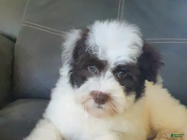 Aussiedoodle dogs Rexy - Ad 1