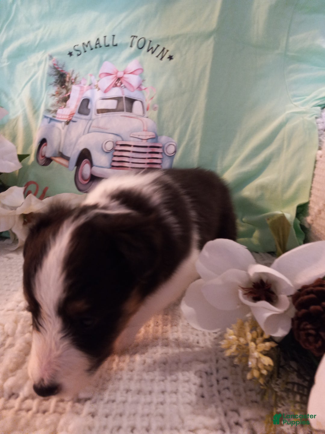 Shetland Sheepdog dogs for sale: AKC Willow - Ad 2