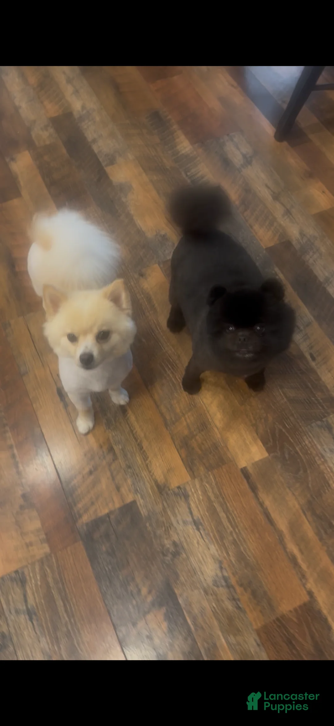 Pomeranian dogs for sale: Pomeranian 2 - Ad 2