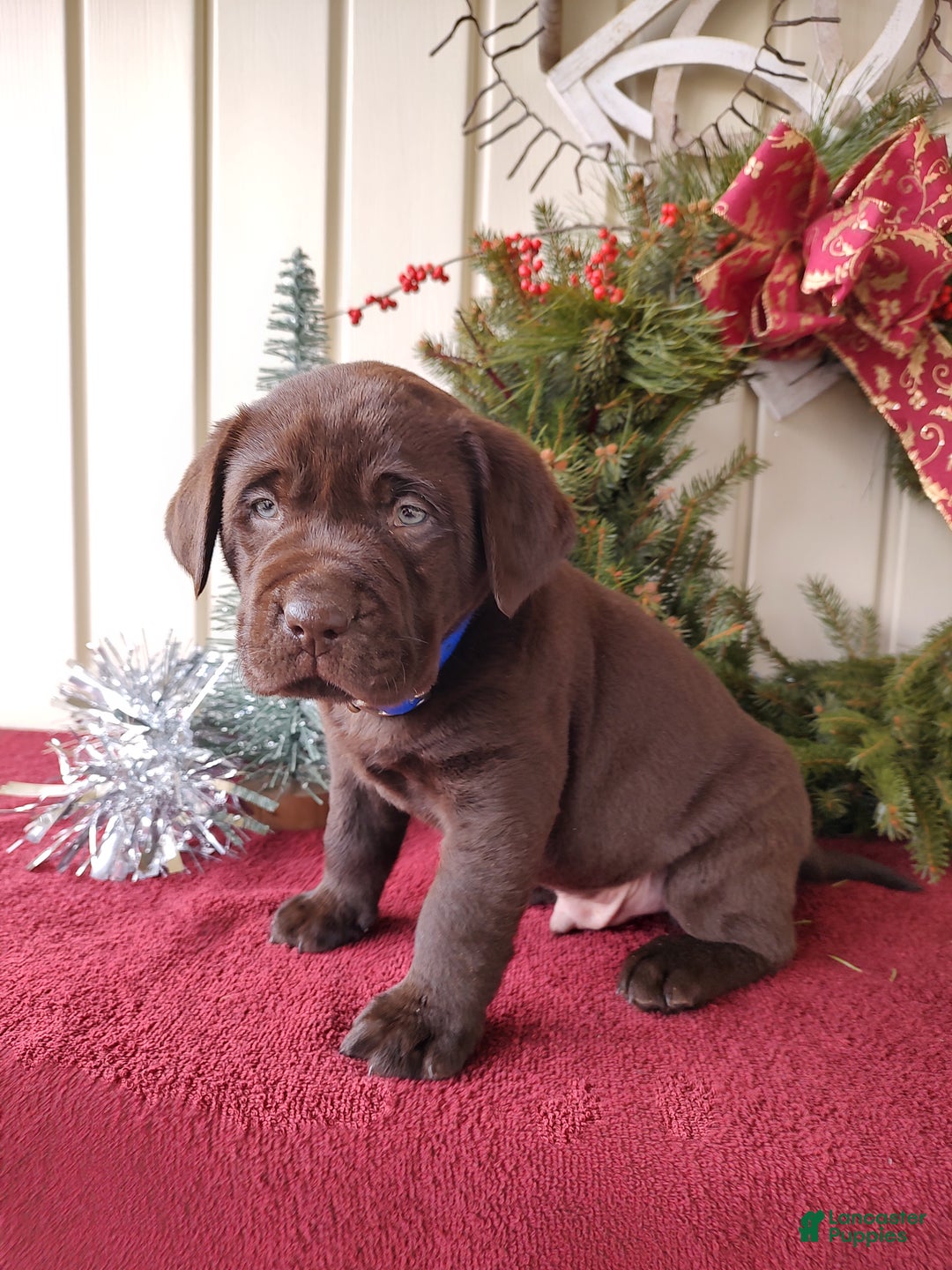 Labrador Retriever dogs for sale: Rugar - Ad 7