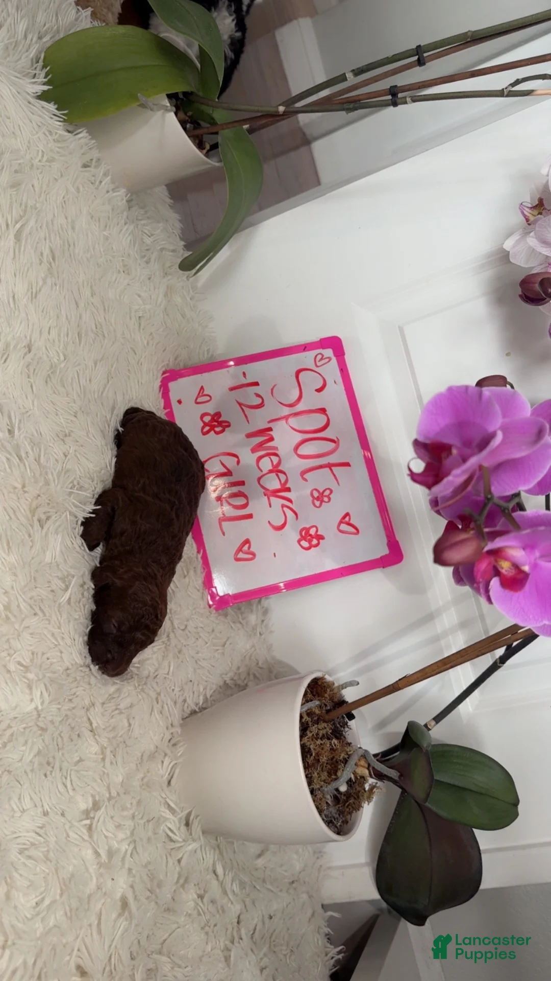 Double Doodle dogs for sale: Double Doodle 3 - Ad 3