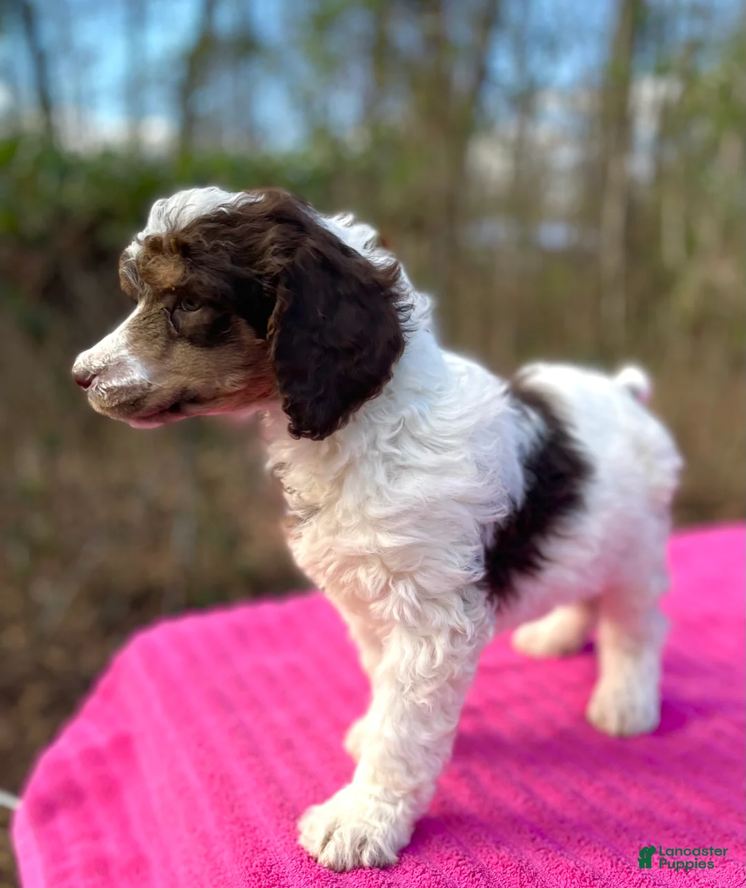 Standard Poodle dogs for sale: Lynn - Ad 3