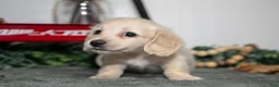 Miniature Dachshund dogs for sale: Porter - Ad 3