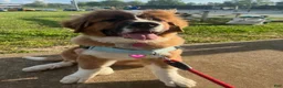 Mixed Breed dogs for sale: Marley - Ad 54