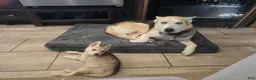 Gerberian Shepsky dogs for sale: Yuki - Ad 11