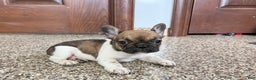 French Bulldog dogs for sale: French Bulldog Puppy 2 - Ad 9