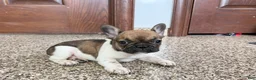 French Bulldog dogs for sale: French Bulldog Puppy 2 - Ad 9