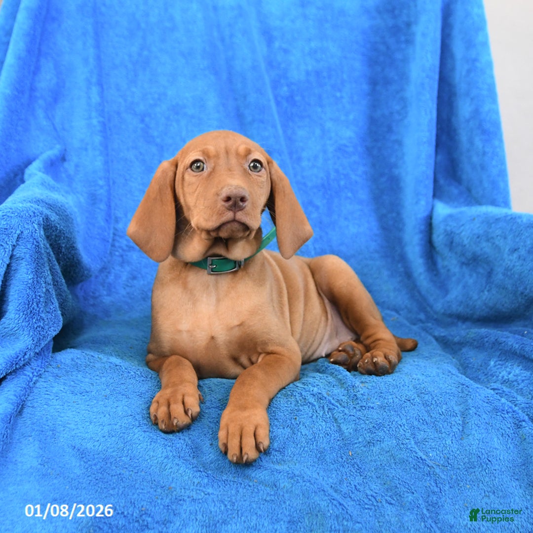 Vizsla dogs for sale: Sidney - Ad 2