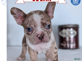 Frenchton dogs Logan - Ad 4
