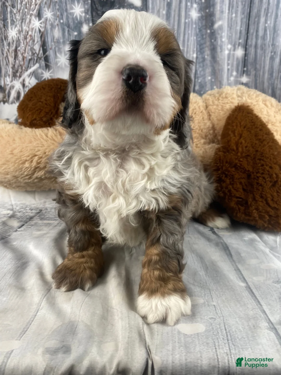 Mixed Breed dogs for sale: Reggie - Ad 12