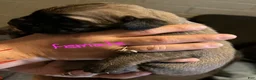 Cane Corso dogs for sale: Cane corso  - Ad 4