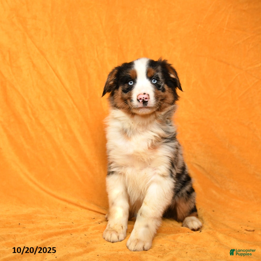 Australian Shepherd dogs for sale: Polly - Ad 3