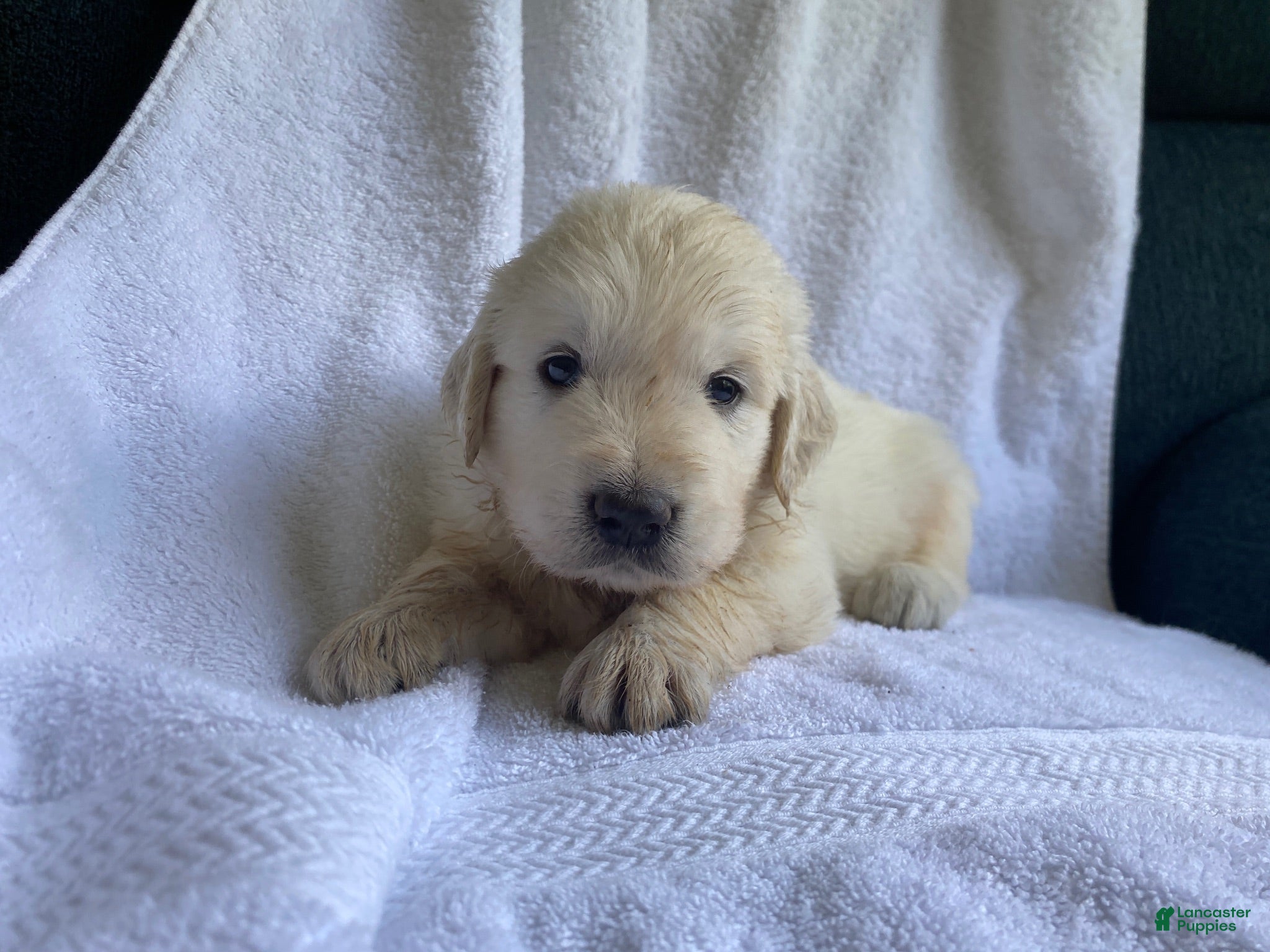 Golden Retriever dogs Mr Monster AKC Cream Golden Retriever Male - Ad 23