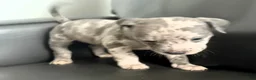American Bully dogs for sale: "50 CENT" BLUE MERLE - Ad 5