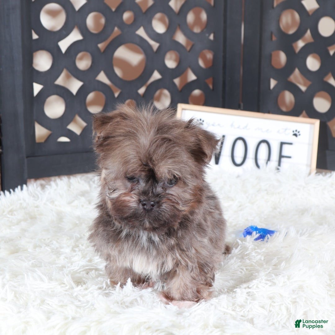 Havanese dogs for sale: Havanese Puppy Charlie - Ad 3