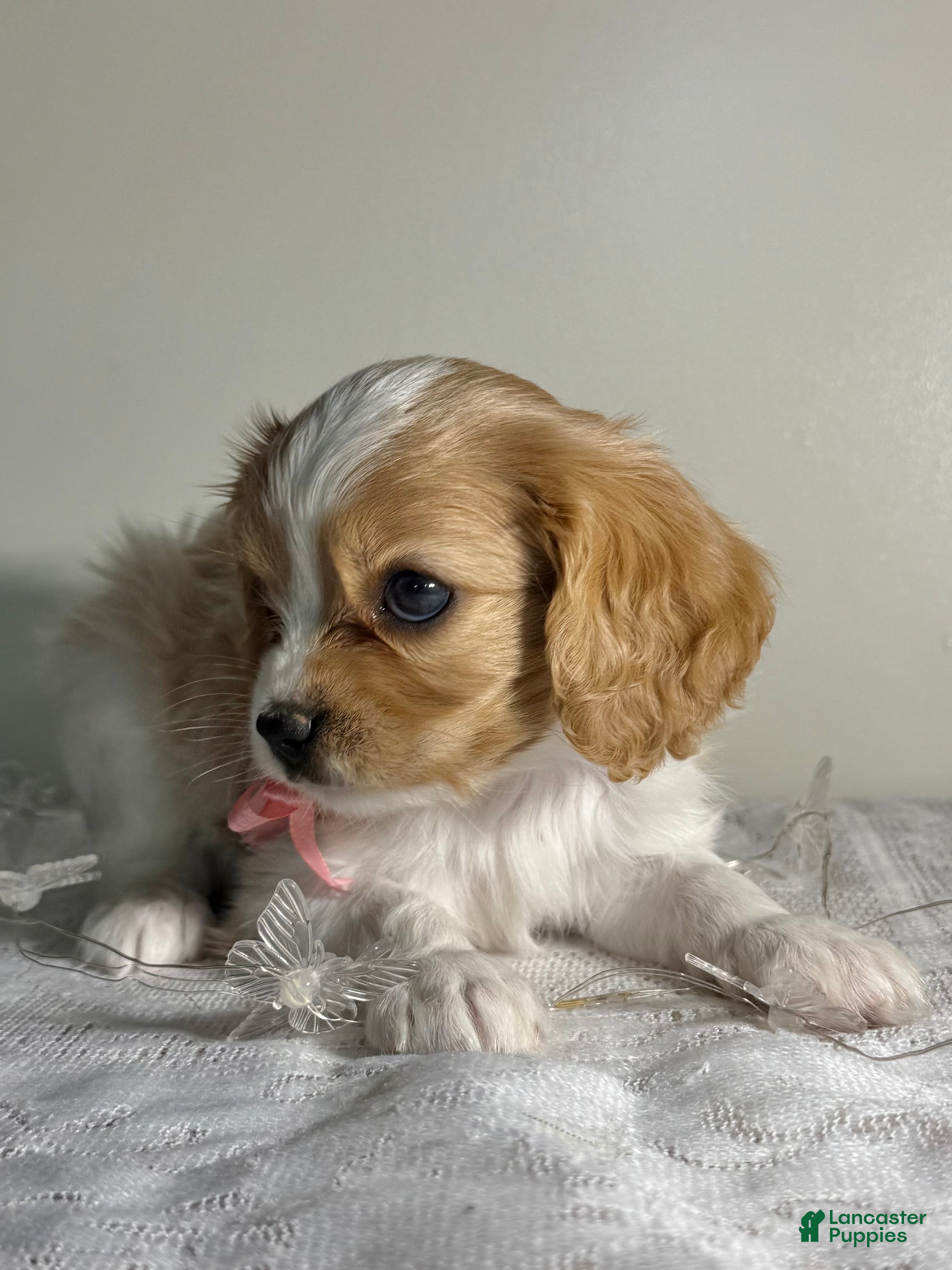 Cavalier King Charles Spaniel dogs Starlight Cavalier King Charles Spaniel  - Ad 2