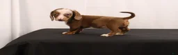 Dachshund dogs for sale: Polly - Ad 7