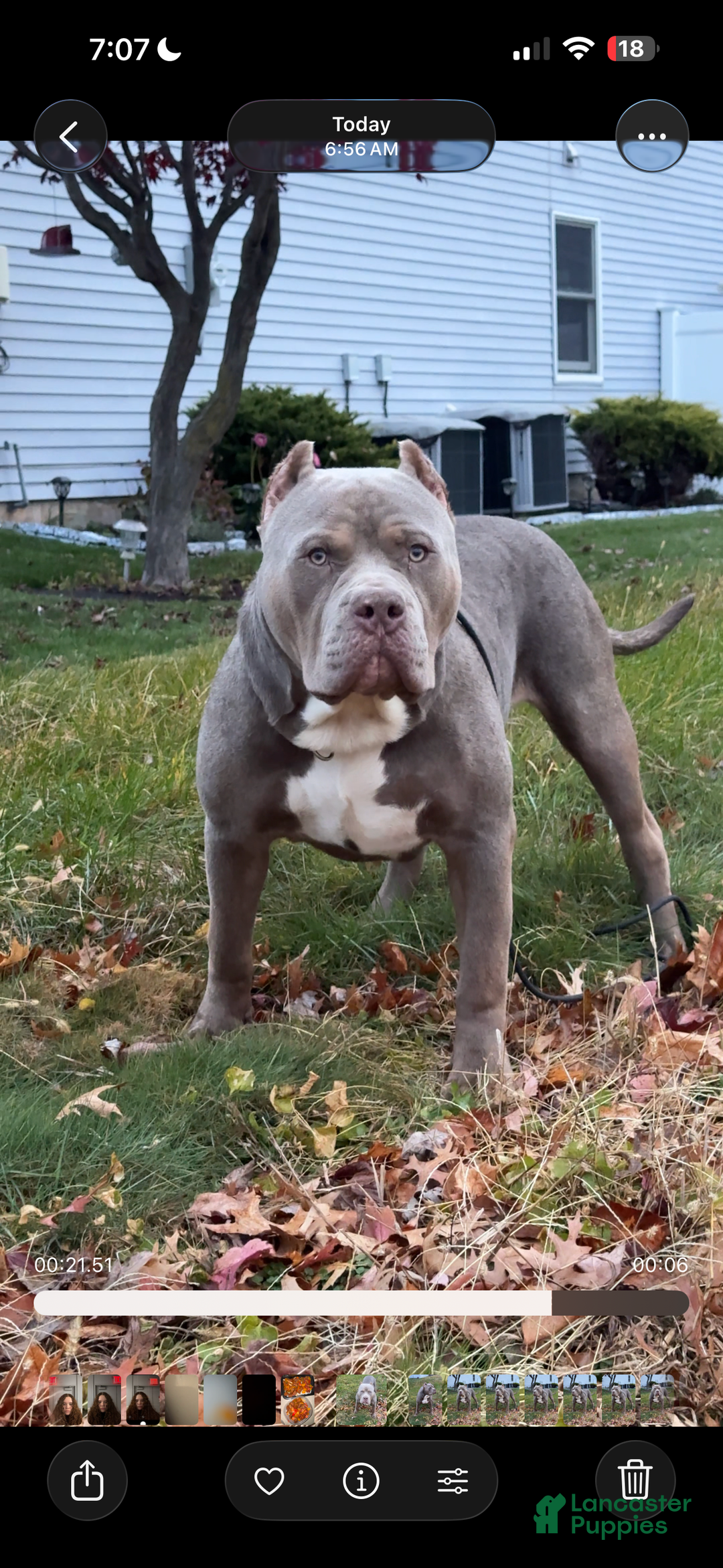 American Bully dogs for stud: ZPB BIG BANKS - Ad 1