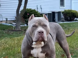 American Bully dogs ZPB BIG BANKS - Ad 2