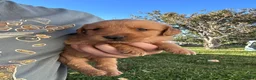 Golden Retriever dogs for sale: Jake (blue) - Ad 6