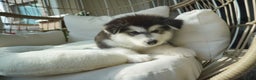 Alaskan Malamute dogs for sale: Xiao Hong - Ad 2