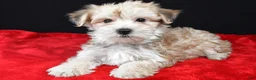 Morkie dogs for sale: Chuckie - Ad 10