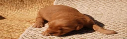 Golden Retriever dogs for sale: Daisy -AKC, Genetically Clear - Ad 97
