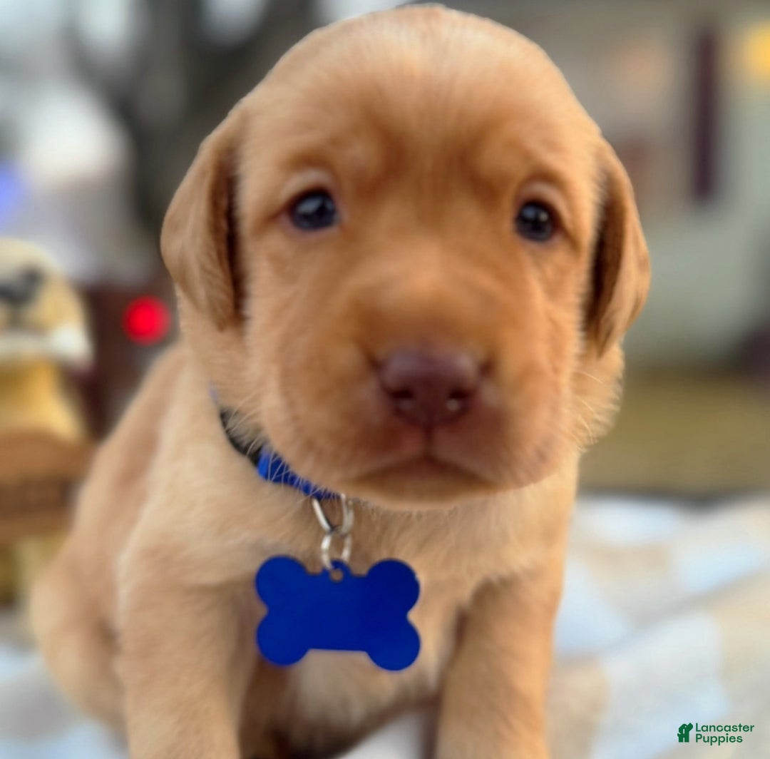 Labrador Retriever dogs for sale: Labrador Retriever Puppy 1 - Ad 15
