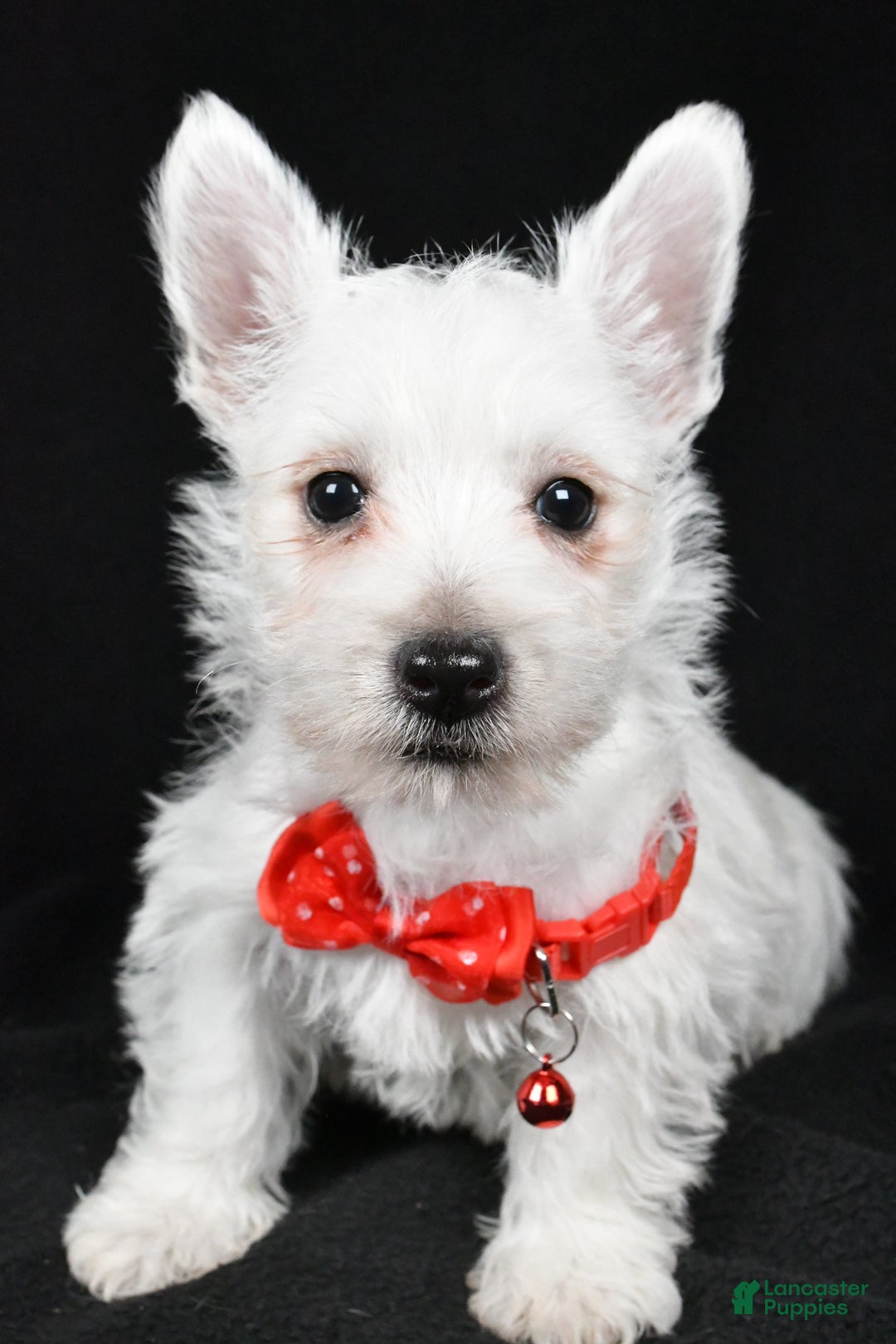 West Highland Terrier dogs for sale: Dan - Ad 6