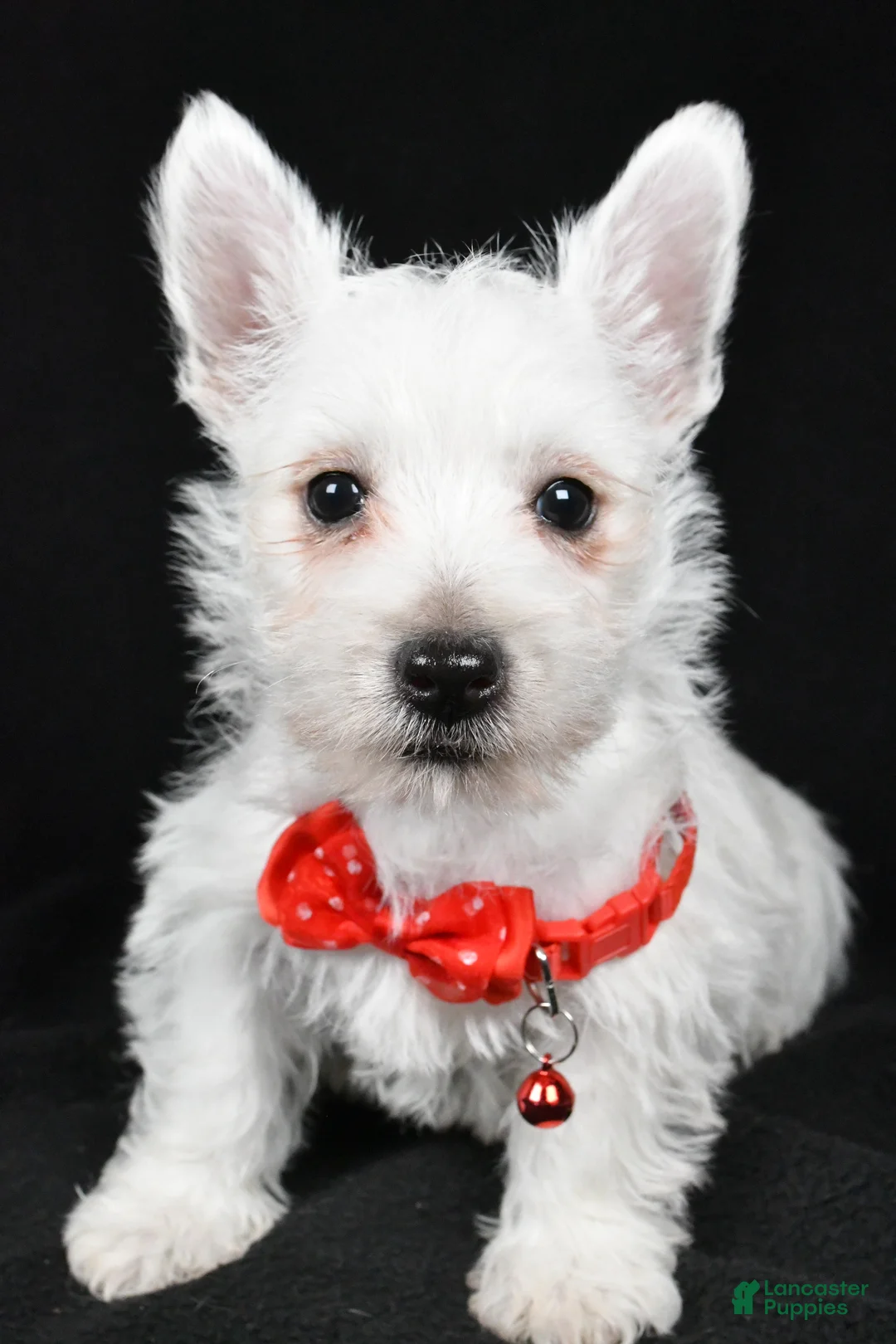 West Highland Terrier dogs for sale: Dan - Ad 6