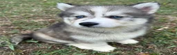Siberian Husky dogs for sale: Chelsea - Ad 2