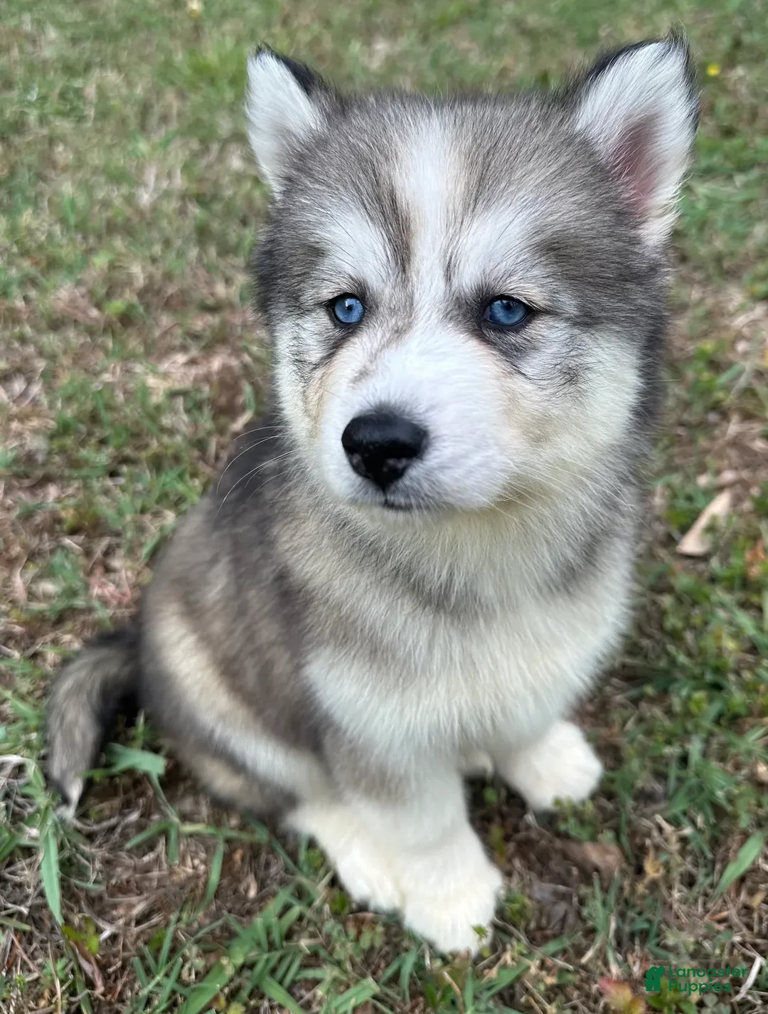 Siberian Husky dogs for sale: Chelsea - Ad 2