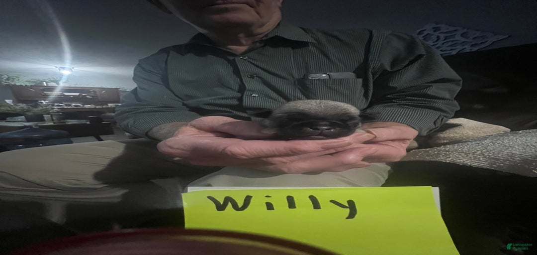 Gallery Image {{count}}