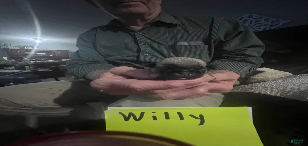 Gallery Image {{count}}