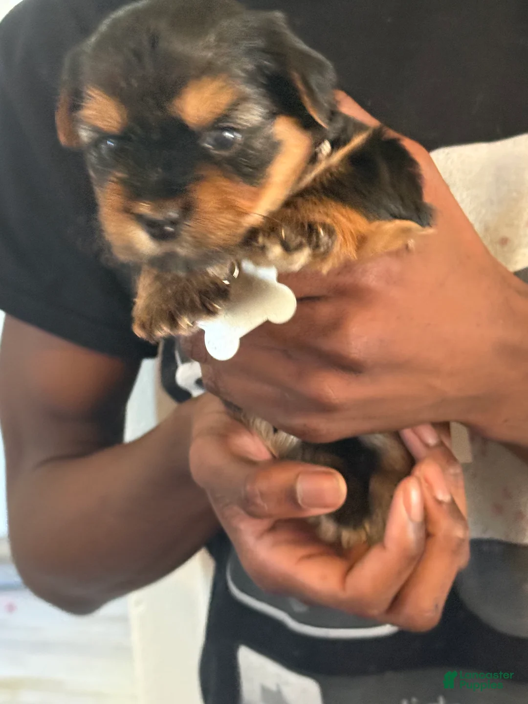 Yorkshire Terrier dogs for sale: Chelsea - Ad 2