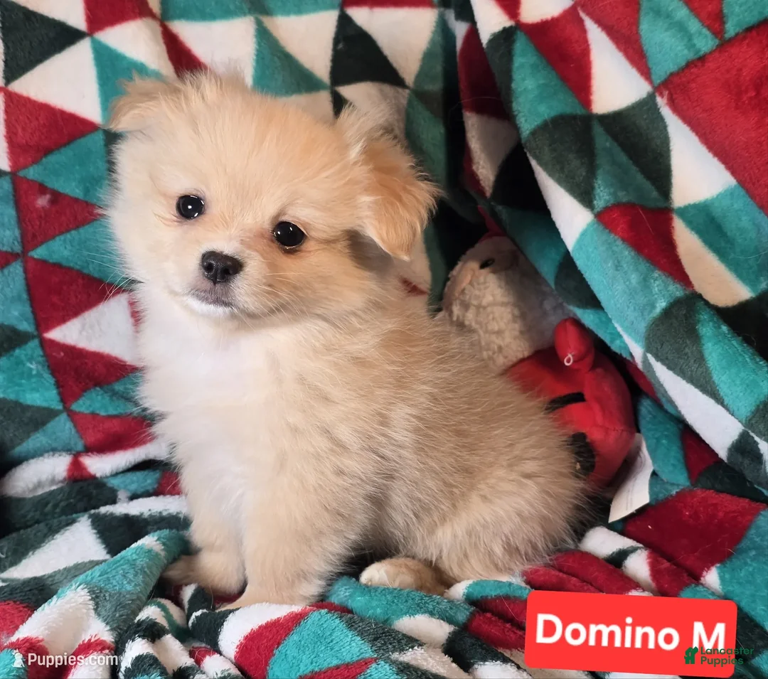 Mixed Breed dogs for sale: Dominoe (Pom + Peke) - Ad 1
