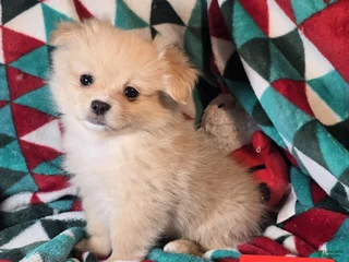 Mixed Breed dogs Dominoe (Pom + Peke) - Ad 8