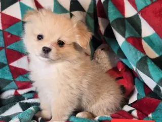 Mixed Breed dogs Dominoe (Pom + Peke) - Ad 8