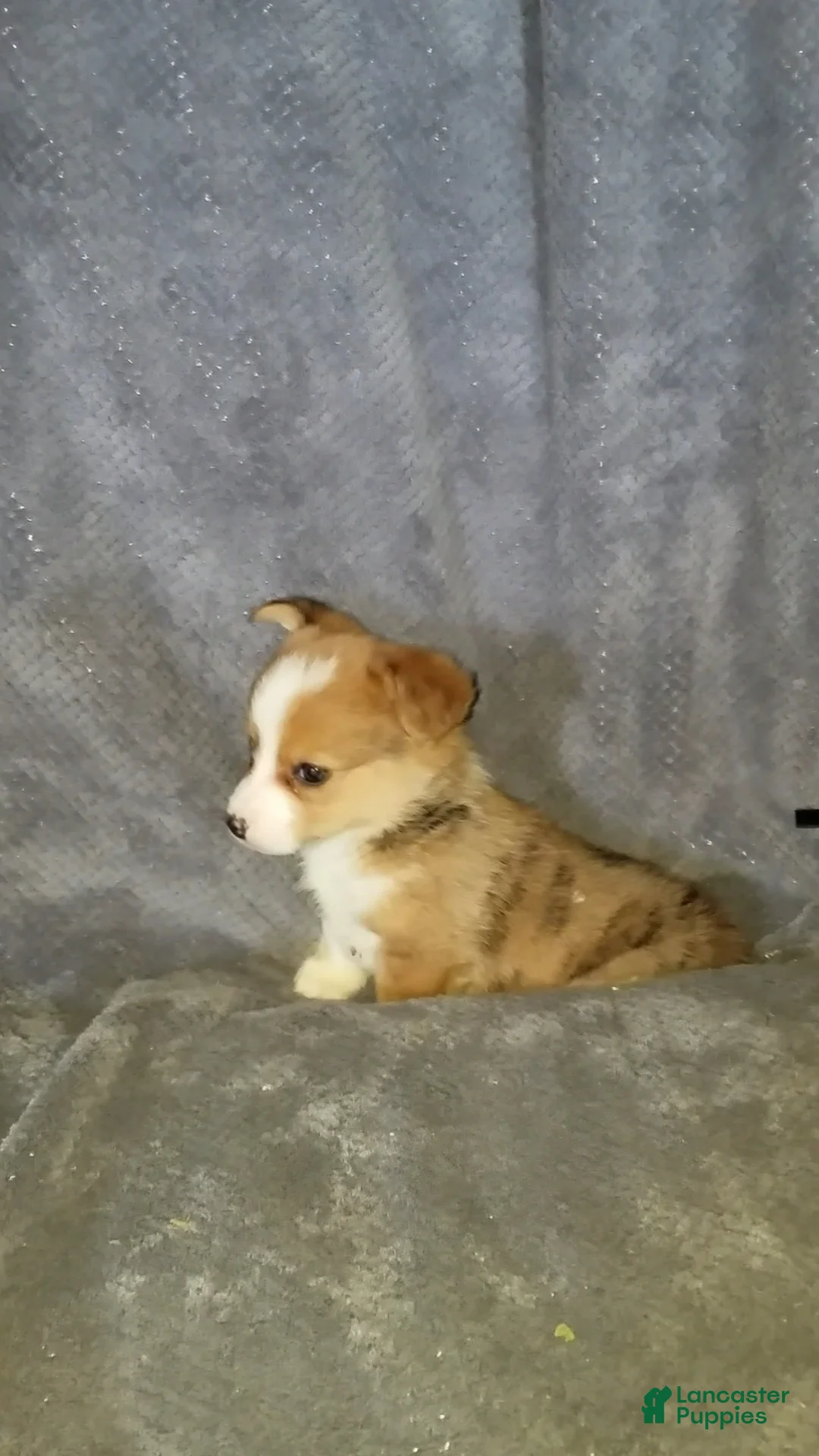 Mixed Breed dogs for sale: Addie - Ad 4