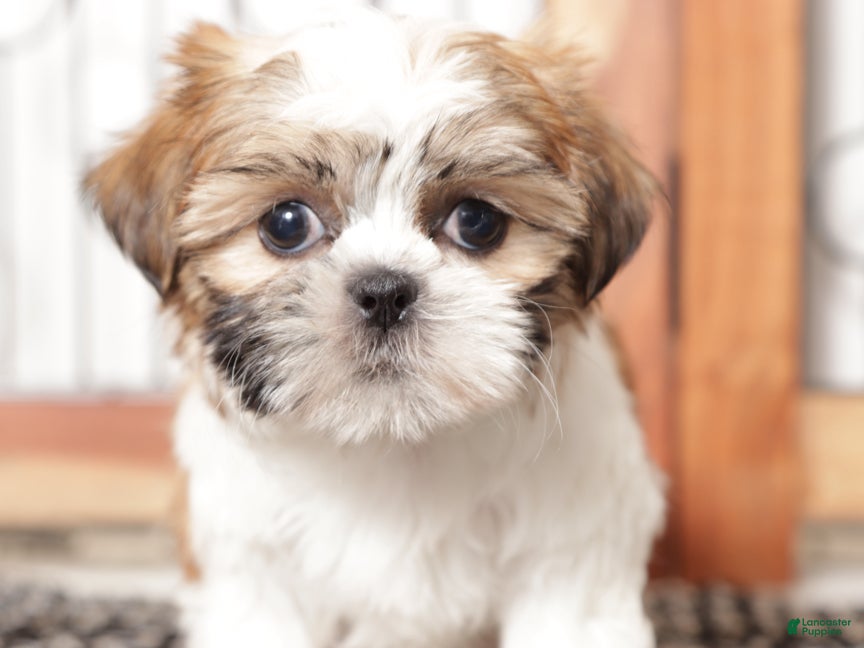 Shih Tzu dogs Ethel - Ad 13