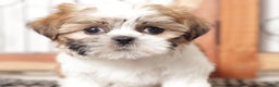 Shih Tzu dogs for sale: Ethel - Ad 1
