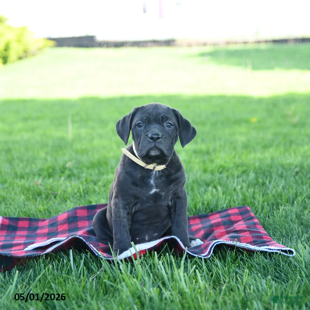 Cane Corso dogs for sale: Indie - Ad 1