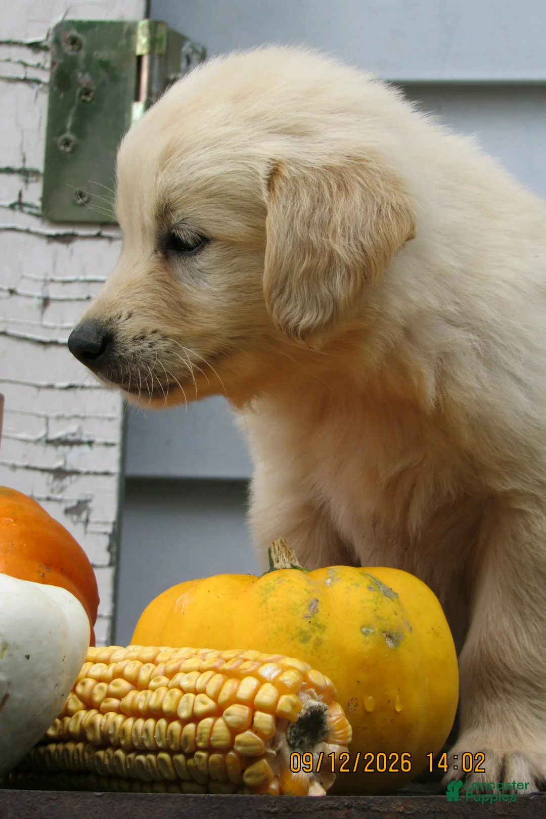 Golden Retriever dogs for sale: Golden Retriever 1 Tate - Ad 3