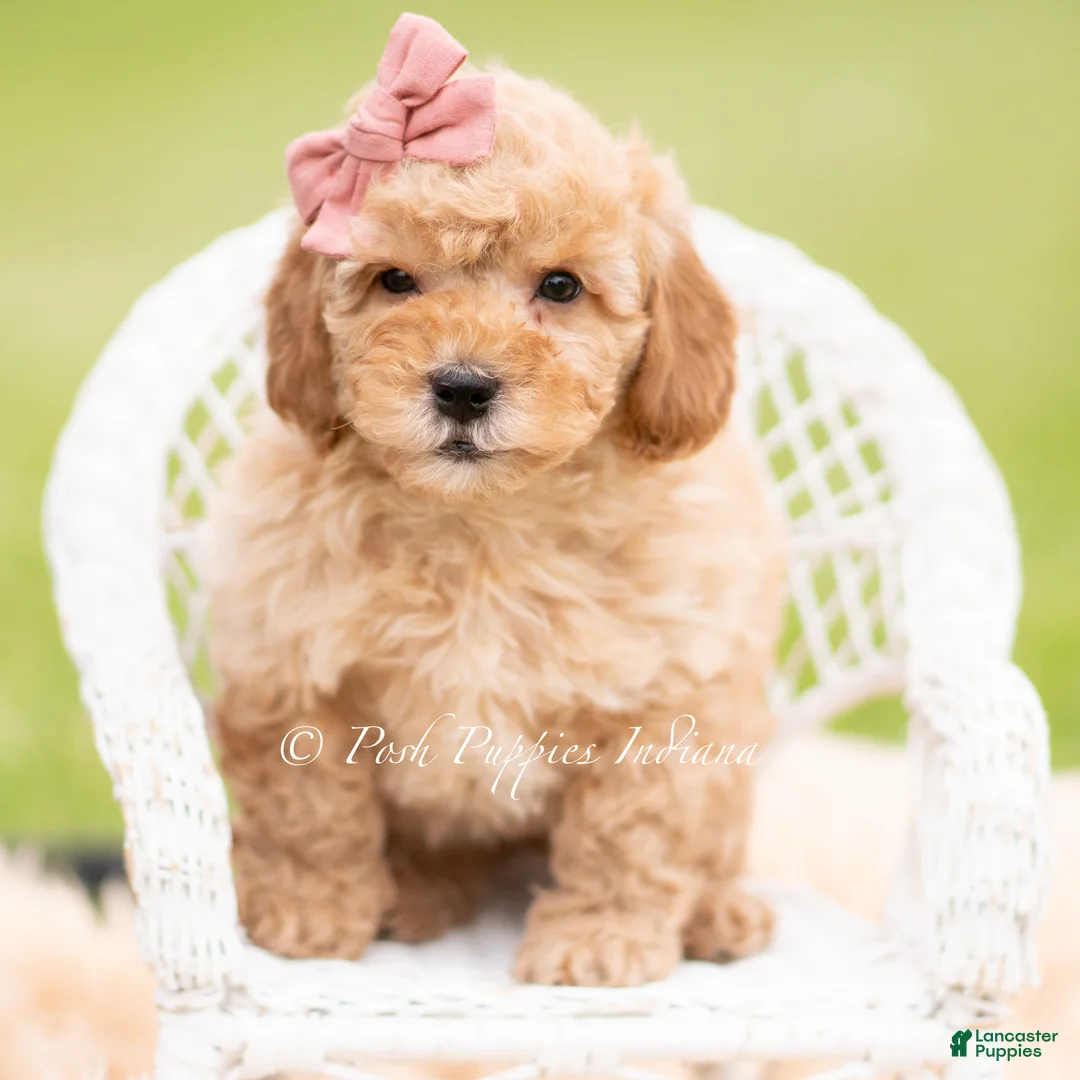 Mini Goldendoodle dogs for sale: Nae Nae - Ad 1