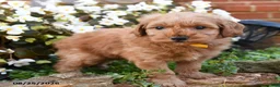 Mini Goldendoodle dogs for sale: Jereiah - Ad 3